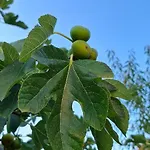 Blueberry * Zadar