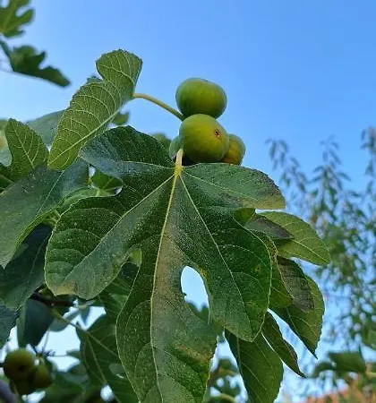 Blueberry * Ζαντάρ